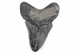 Fossil Megalodon Tooth - Georgia #338687-1